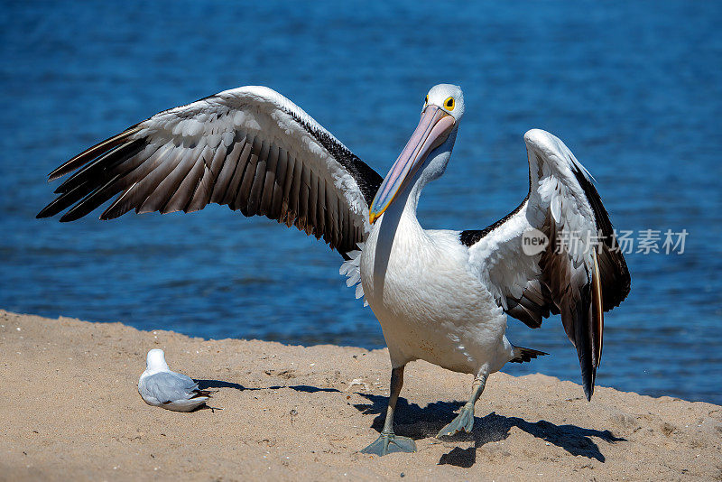 澳大利亚鹈鹕(Pelecanus anisoillatus)